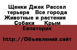 Щенки Джек Рассел терьера - Все города Животные и растения » Собаки   . Крым,Евпатория